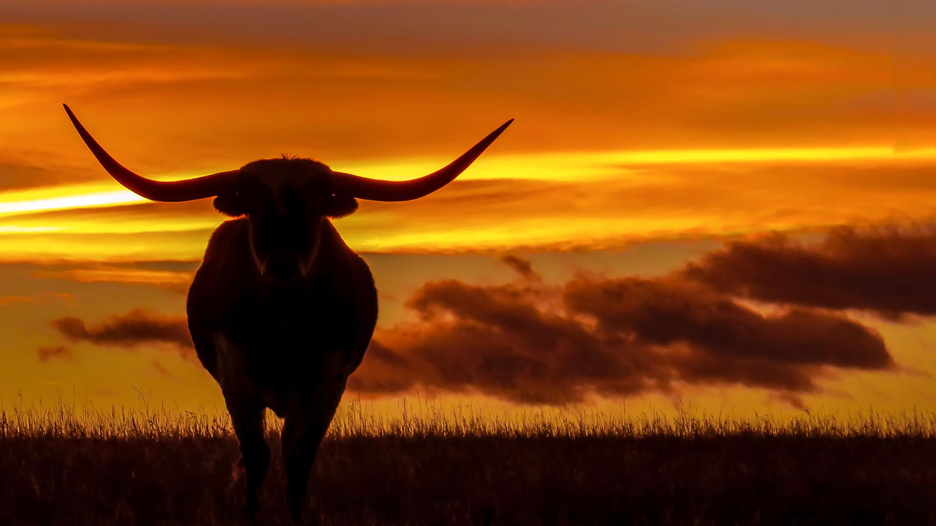 Photo of longhorn cattle at sunset